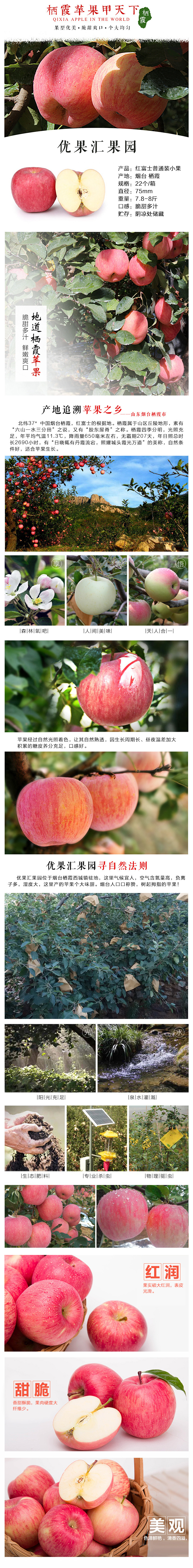 淘宝美工龙猫天猫  淘宝 健康 水果 苹果  特产   有机作品